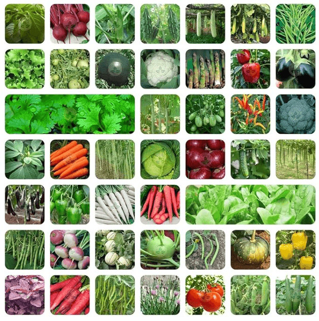 Kitchen Gardening