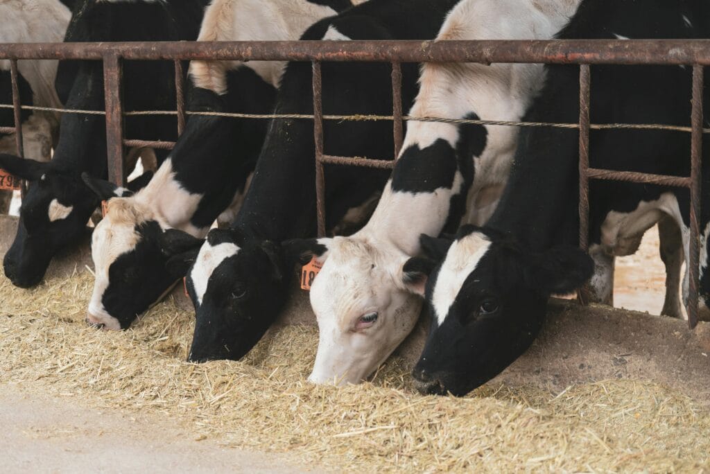 Dairy farming business plan with low investment
