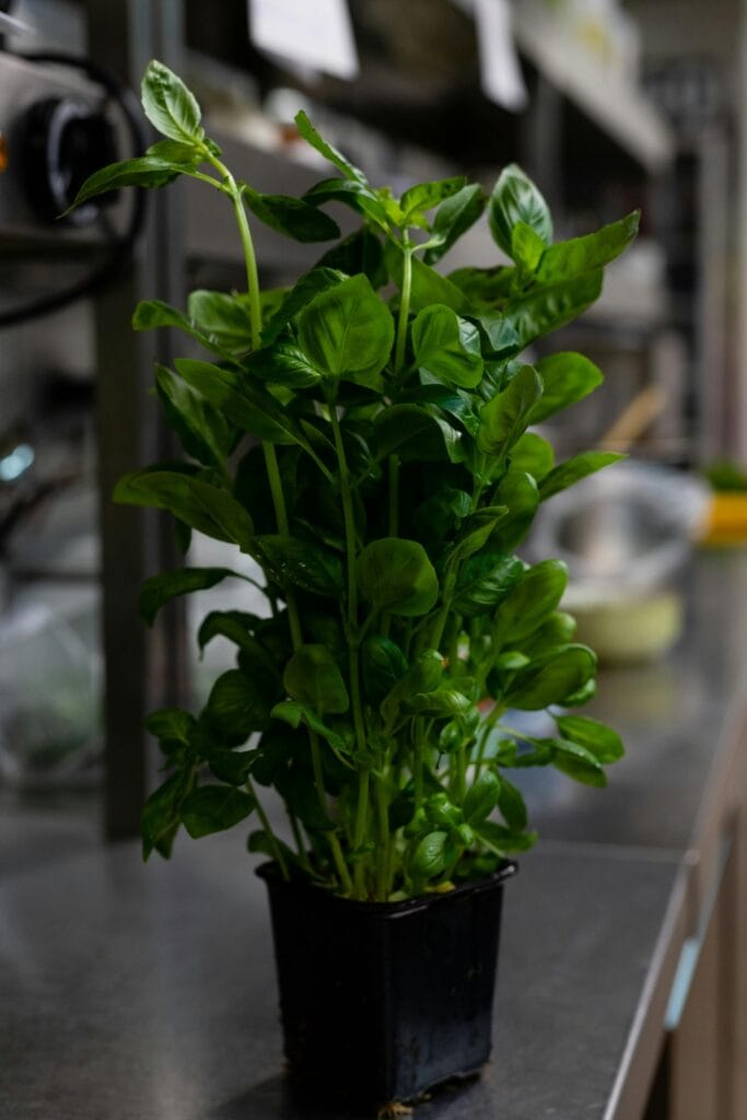 Kitchen Gardening